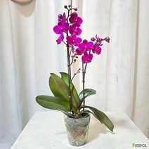 청년농부 만천홍 서양란 공기정화식물 개업난 축하화분 꽃화분 난화분