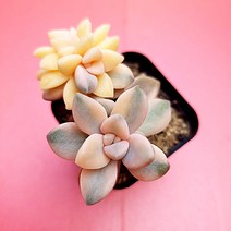 살구미인금 예쁜 다육 식물 랜덤1꺽1-45, 단품