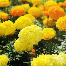 [모야모 꽃씨] 중간키큰키 메리골드 5종 선택구매, Lemon Yellow 20립, 1개