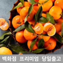 도봉물산특가_[국내산] 가락청과네 천혜향 3kg 천혜향제철 제주천혜향, 1, 본상품선택
