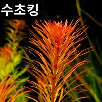 수초킹 붉은수초 판타날 레드 핀네이트 3촉 오천원