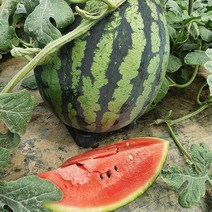 함안 꿀 수박 4kg ~ 10kg 함안 수박 고당도수박 하우스수박 설탕수박 맛있는 수박 왕수박 미니 수박 택배 마트수박