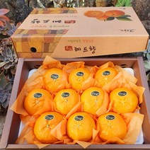 제주 레드향 산지직송 가정용 고급 선물용 설선물 레드향선물세트, 가정용 레드향 3kg(7-16과)