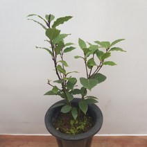 [용이네 화원] 쑥쑥 자라는 월계수나무 129 농원