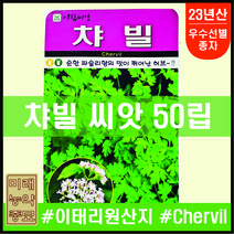 23년산 아람종묘 챠빌 씨앗 50립- 순한 파슬리향의 허브 이태리산 chervil seeds herb seeds 허브씨앗 식용허브, 1개