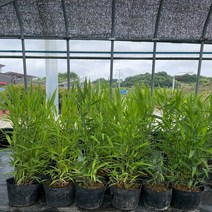 억새 보리사초 7치(21cm)비닐포트 세종식물원, 1개