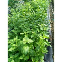 가파우 가파오 까파오 끄라파오 타이바질 채소카파우(KAPOW)(HOLY BASIL), 50g, 1개