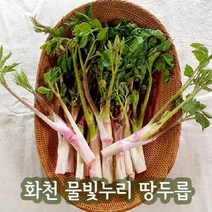(인빌푸드)화천 물빛누리 땅두릅 1kg, 단품