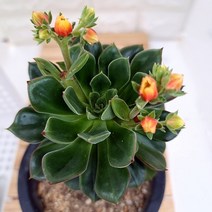 조안다니엘 꽃피우는 다육 목대 랜덤1-90, 단품