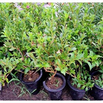 [이삽저삽]삼색병꽃나무 화분(키50-60cm내외/6치화분포함) 한나무에서 3가지색상 (빨강 분홍 흰색) 꽃이 피는 예쁜 삼색병꽃나무/ 관상용 공기정화식물, 1개