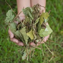 봉래종합약초 국산 삼백초 200g 6개입 박스/한방/건강/약초/약재 식품 > 건강식품 전통건강식품 기타전통건강식품/한방재료, 1″ class=”wr-img”></a></div></p></div></p></div></p></div><div class=