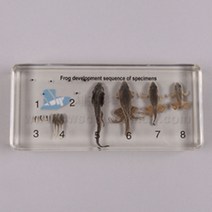 개구리 한살이 표본_19979, 단품