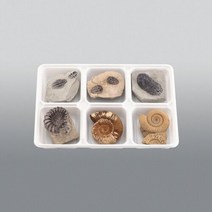 삼엽충 3종. 암모나이트 3종