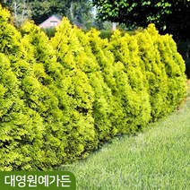 골든브라반트 서양측백 포트 측백나무, 02. DT포트
