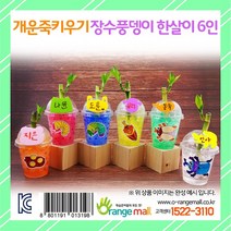 공기정화 개운죽키우기 장수풍뎅이한살이(6인용)