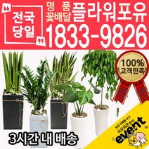 개업축하화분배달 금전수 돈나무 산세베리아 극락조 뱅갈고무나무 해피트리 행운목 녹보수 크로톤 스투키 개업식 개업선물 집들이 거실화분, (선택85)인삼팬다쌍대