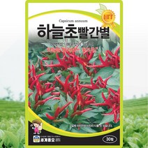 하늘초빨간별 씨앗 하늘초 고추 씨 종자 30립, 단품