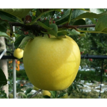 틔움&해찬농원 예약판매 사과나무 시나노골드 아리수 감홍 접목1년생 유실수 과실수 재배 과일묘목