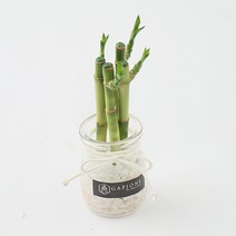 갑조네 공기정화식물 수경재배 실내인테리어 여름식물 개운죽 행운목 부레옥잠 물배추, 개운죽10cm(4p) 푸딩화분+흰돌130g+끈+스티커