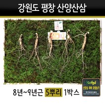 산양삼 선물세트 강원도 평창 야생삼 장뇌삼 8년근 9년근 동인발효삼 선물용 효도선물, 1set