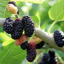 2022년산 햇오디 토종오디(급냉) 오디생과 5kg, 토종오디(냉동)생과 5kg, 1개