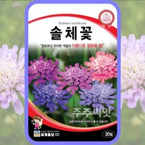 솔체꽃 씨앗 20립 솔체 스카비오사 꽃씨 몰 노지월동 산라복 민둥체꽃 Scabiosa, 단품