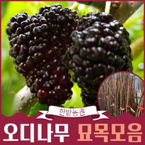 슈퍼 오디나무 묘목 접목 1년생 (신품종 대심오디), 대심오디(신품종 2배이상크고 당도가 1.5배), 특묘