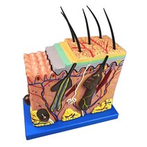 두피 모형 확대 단면 피부과 연구용 교구 학습용, 배율 70
