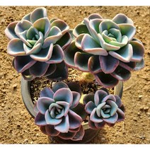다육king 올펫자연군생 (단일상품) 다육식물 선인장 (단일상품)