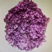 뉴 프리저브드 수국 수입수국 안나수국 (청보라 중국 ) 풍성한 DIY꽃 인테리어 장식 말린꽃 고급프리저브드 프리미엄수국