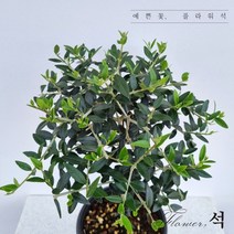 플라워석 올리브나무 45cm 선물가능 인테리어 플랜테리어 키우기쉬운 공기정화식물 반려식물 예쁜식물 포트 화분, 토피어리올리브나무