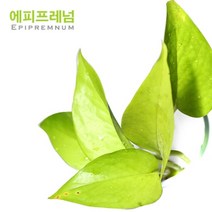 헬로아쿠아 모음)초보수초 200종모음전 쉬운수초 어항장식 열대어 어항꾸미기 수족관꾸미기, 106번) 야광 스킨답서스 2뿌리