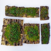 제주애기모람(5년생)+생이끼 참나무목부작(15x7cm)/테라리움식물