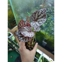 베고니아 차요 1포트(중) [랜덤발송] 정글플랜츠 비바리움식물 반려식물