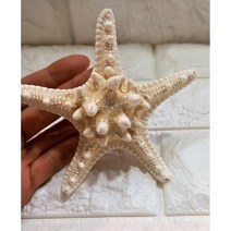 9~11cm 리얼 통 불가사리 소라껍질 조개 껍질 바다 디스플레이