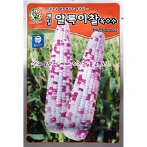 알록이찰옥수수 80립 완도콩 강낭콩 서리태 백태 팥 땅콩 콩나물콩 오스템종묘 23년