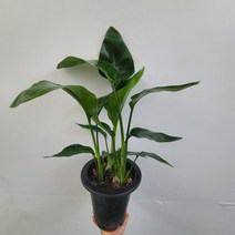 무배특가 플랜테리어 여인초 극락조 대형 삼식이 50-75cm 245