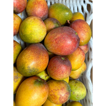 제주 애플망고 2kg 국내산 미니애플망고 고당 제주애플망고 미니망고 jeju apple mango