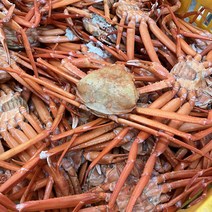 [품질보장] 산지직송 속초 주문진 울진 후포리 자숙 홍게 3kg 10마리 육수용 박달급, [박달급] 속초 자숙 홍게[3kg 7~8미 내외]