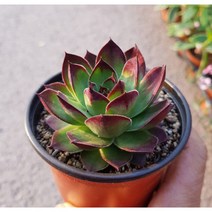 행복한꽃순이//능견바위솔/노지월동, 10개