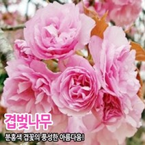 수양겹벚나무 겹볒나무 왕벚나무 접목 1년생, 겹벗나무