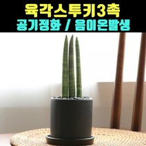 곰빵몰 육각스투키3촉 실내공기정화식물 음이온발생