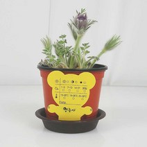 할미꽃 생화 + 화분받침대 + 곰돌이이름표 세트 키우기, 단품