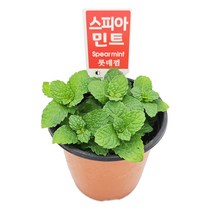 꽃집아가씨 미니화분 스피아민트 허브 특가할인중 10cm모종