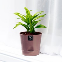 아침향기 실내공기정화식물 기능성 에코화분 커피, (에코화분/커피) 산데리아, 1개