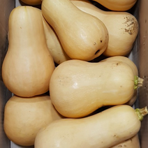 땅콩호박 5kg 버터넛스쿼시 요리 부침 가루 전 스프 효능 구이 홈파티 다이어트 볶음 반찬 베타카로틴 치즈 잼 식재료 호박 죽 찜, 1개