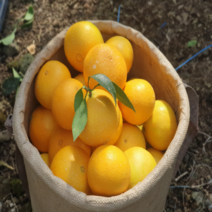 정직마켓 제주 산지직송 황금향 가정용 추석 명절 선물용 2kg 3kg 5kg, 가정용5kg(14-40과)