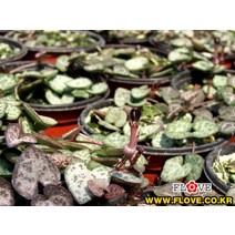 플러브 러브체인