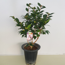 [해피그린 화원] 매혹적인 은은한 향기가 나는 서향동백 중형 490 농원