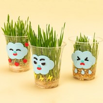 밀싹키우기_5개세트